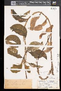Potamogeton amplifolius image