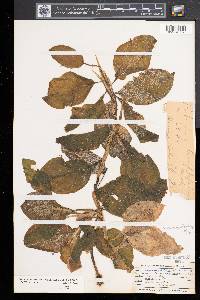Potamogeton amplifolius image