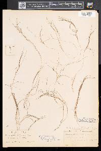 Stuckenia filiformis image