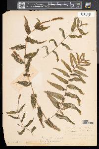 Potamogeton richardsonii image