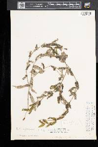 Potamogeton richardsonii image