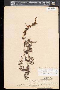Potamogeton richardsonii image