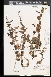 Potamogeton richardsonii image