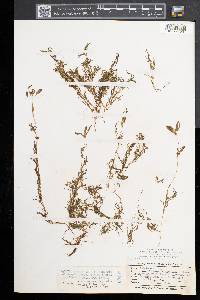 Potamogeton spirillus image