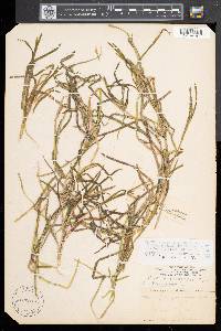 Potamogeton zosteriformis image