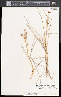 Scheuchzeria palustris image