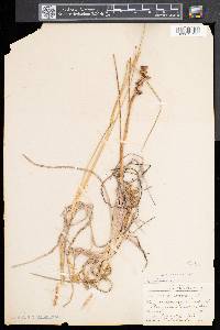Scheuchzeria palustris image
