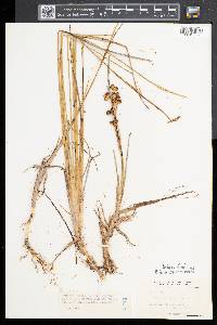 Scheuchzeria palustris image