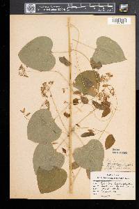 Smilax herbacea image