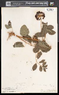 Smilax herbacea image