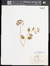 Smilax herbacea image