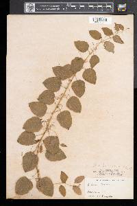 Smilax herbacea image