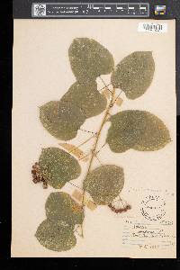 Smilax herbacea image