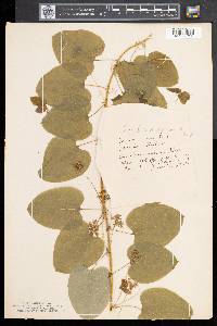 Smilax herbacea image