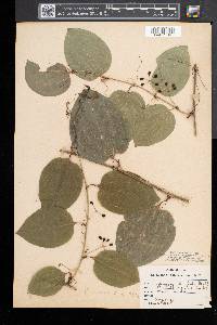 Smilax tamnoides image