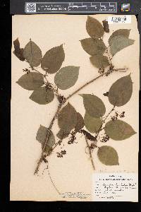 Smilax tamnoides image