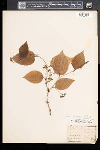 Smilax tamnoides image