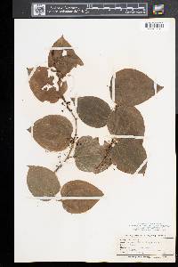 Smilax tamnoides image