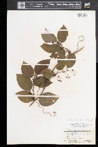 Smilax tamnoides image