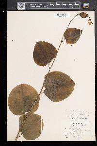 Smilax tamnoides image