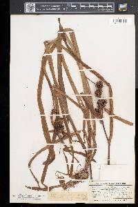 Sparganium angustifolium image