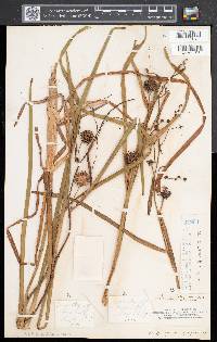 Sparganium eurycarpum image