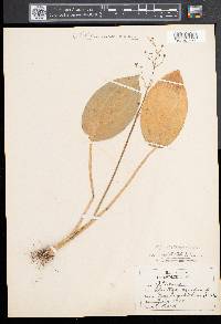 Alisma plantago-aquatica image