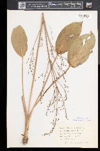 Alisma plantago-aquatica image