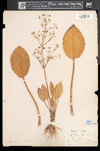 Alisma plantago-aquatica image