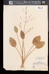 Alisma plantago-aquatica image