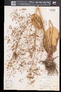 Alisma plantago-aquatica image