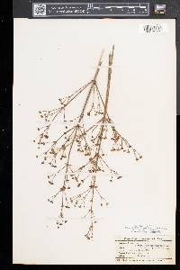 Alisma plantago-aquatica image