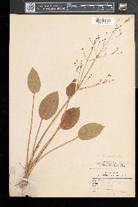 Alisma plantago-aquatica image