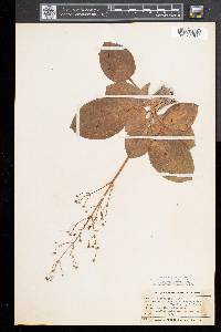 Alisma plantago-aquatica image