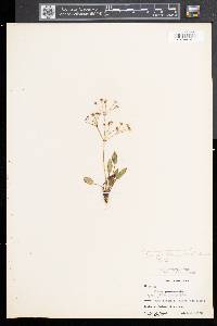 Alisma plantago-aquatica image