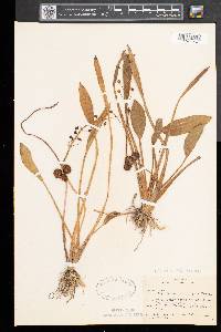 Sagittaria rigida image