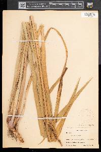 Acorus calamus image