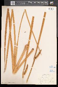 Acorus calamus image