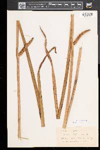 Acorus calamus image