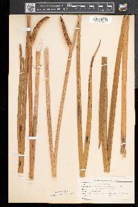 Acorus calamus image