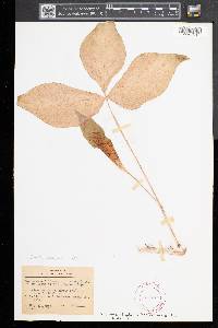 Arisaema triphyllum subsp. triphyllum image