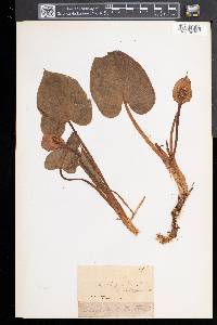 Calla palustris image