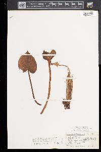 Calla palustris image
