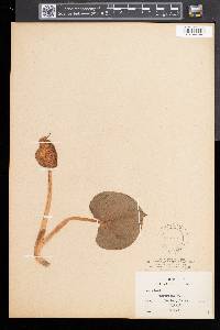 Calla palustris image