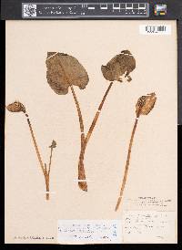 Calla palustris image