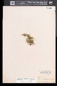 Lemna trisulca image