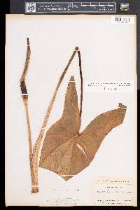 Peltandra virginica image