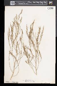 Asparagus officinalis image