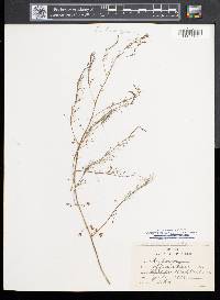 Asparagus officinalis image