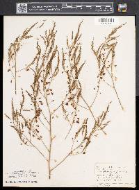 Asparagus officinalis image